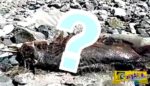 Αδιευκρίνιστο πλάσμα βρέθηκε σε μεξικάνικη παραλία!