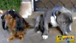 Το βίντεο που έγινε viral! Σκυλί κρύβει το πρόσωπό του από ντροπή, την ώρα που το μαλώνει το αφεντικό του!