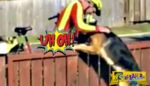 Κατέγραψε κρυφά τον ταχυδρόμο να κάνει ΑΥΤΟ σε ένα "άγριο" σκυλί - Την επόμενη μέρα το βίντεο έγινε viral