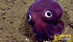Είναι μοβ, έχει γουρλωμένα μάτια και ζει στη θάλασσα! Τι είναι;