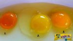 Κρόκος αυγού: Ποιος από αυτούς σας φαίνεται πιο υγιεινός;