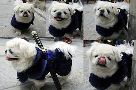 afta-mono-stin-iaponia-2