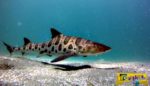 Καρχαρίας-λεοπάρδαλη γέννησε τρία μικρά χωρίς την συμμετοχή αρσενικού!