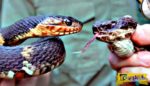 Δείτε τις βασικές διαφορές ανάμεσα σε ένα δηλητηριώδες φίδι και ένα μη δηλητηριώδες!