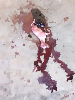 Γυναίκα ήταν έγκυος για δυο χρόνια και γέννησε μια... κατσίκα!