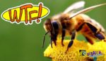 Βρετανοί ερευνητές έμαθαν σε μέλισσες να παίζουν ποδόσφαιρο!
