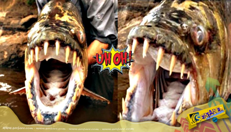 Ψαράς πιάνει γιγάντιο προϊστορικό πιράνχας!