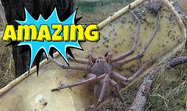 Οργάνωση έσωσε μια αράχνη που έχει το μέγεθος ενός μικρού σκύλου!