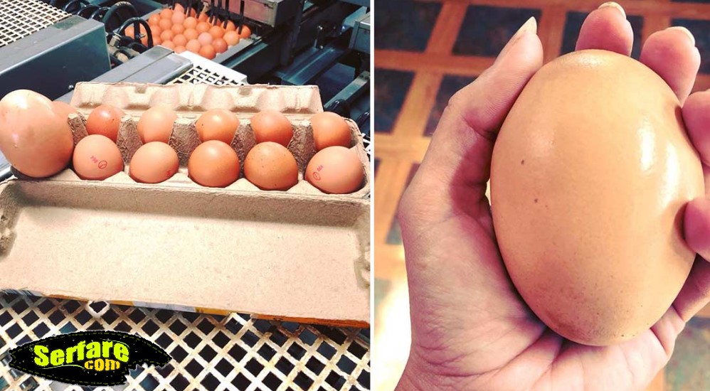 Αγρότης βρήκε γιγάντιο αυγό κάτω από τη κότα - Όταν το άνοιξε έγινε το απροσδόκητο