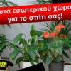 Φυτά εσωτερικού χώρου για το σπίτι σας!