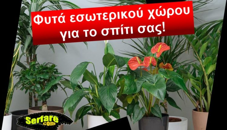 Φυτά εσωτερικού χώρου για το σπίτι σας!